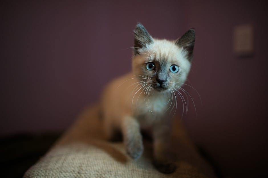 What Makes the Siamese Cat Breed So Vocal?