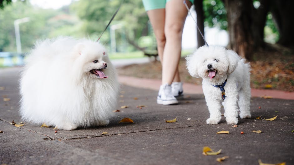 What is Dog Hip Dysplasia and Why Does It Occur?