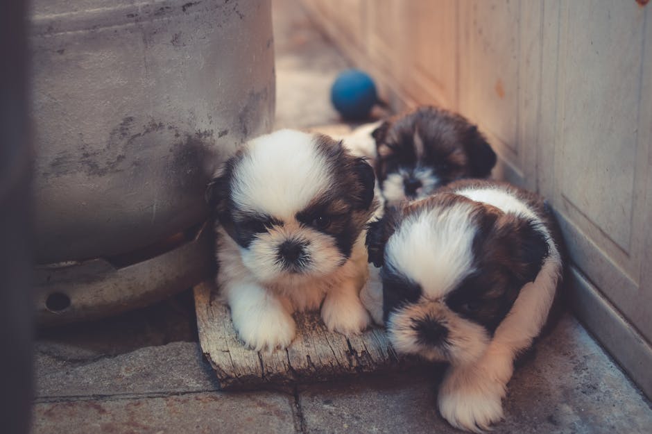 What Are the Early Symptoms of Hip Dysplasia in Dogs?