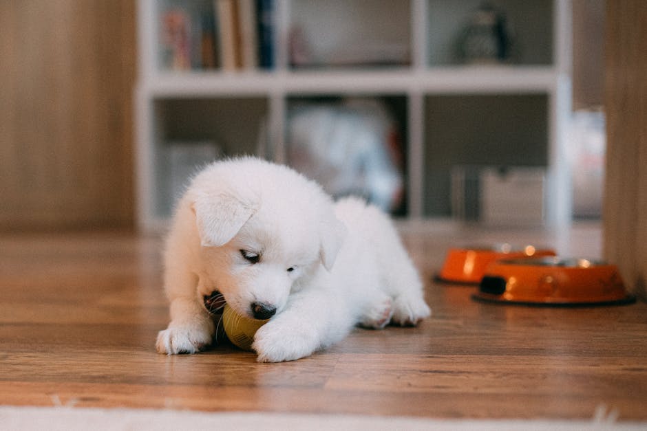 What Is the BARF Diet for Dogs?