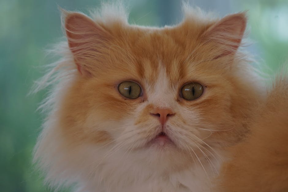 What Are the Signs of Cat Kidney Disease Chronic Renal Failure?