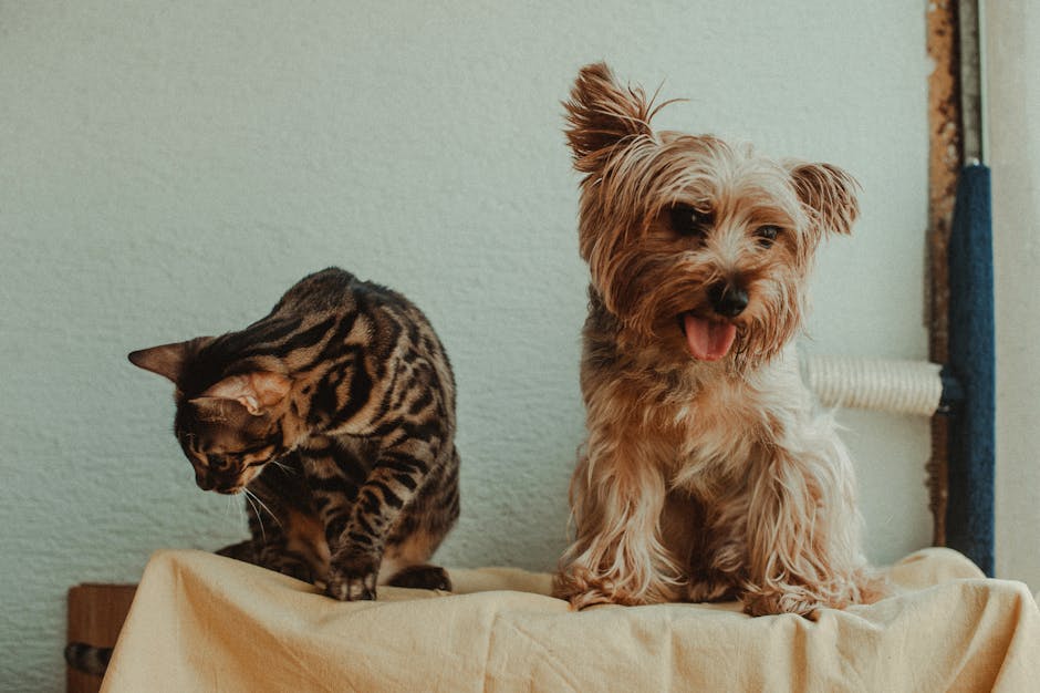 Why Does Your Indoor Cat Need Weight Control Dry Food?