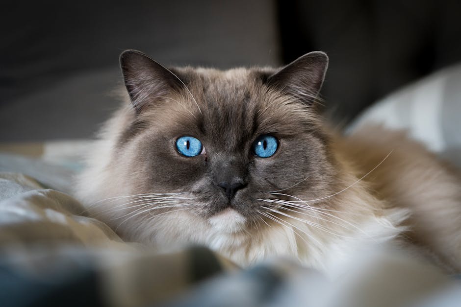 What Is Cat Kneading and Why Do Cats Do It?