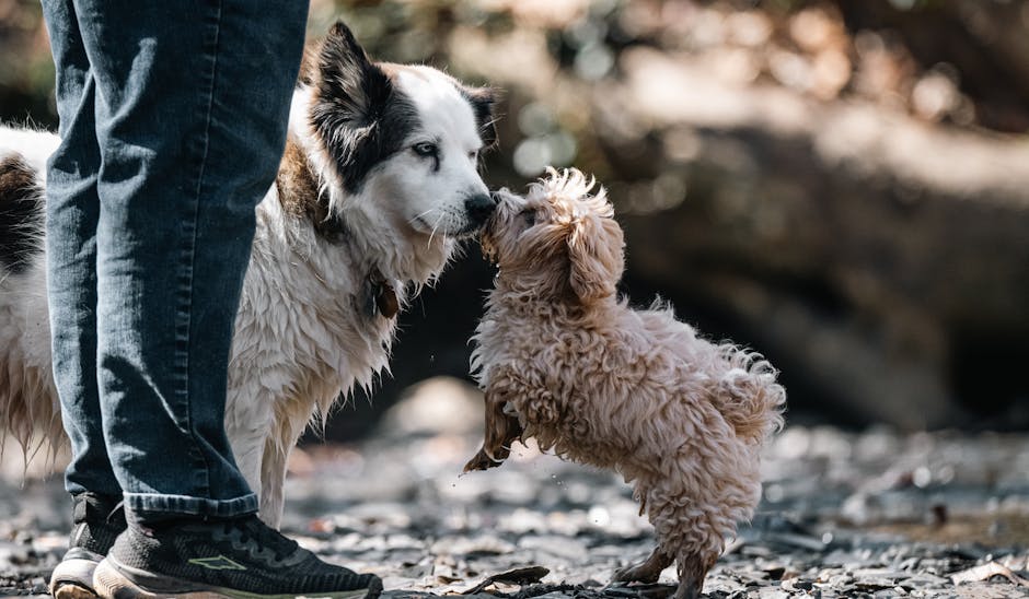Step 2: How Do You Select the Right Pet Insurance Plan for Your Pet?