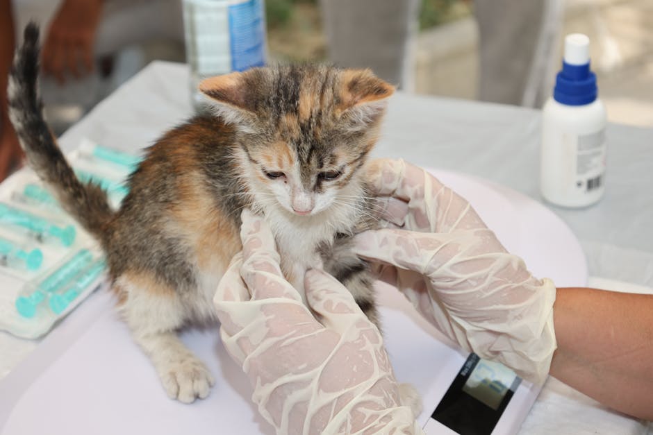 When Should You Consider a Virtual Vet Visit for Your Pet?