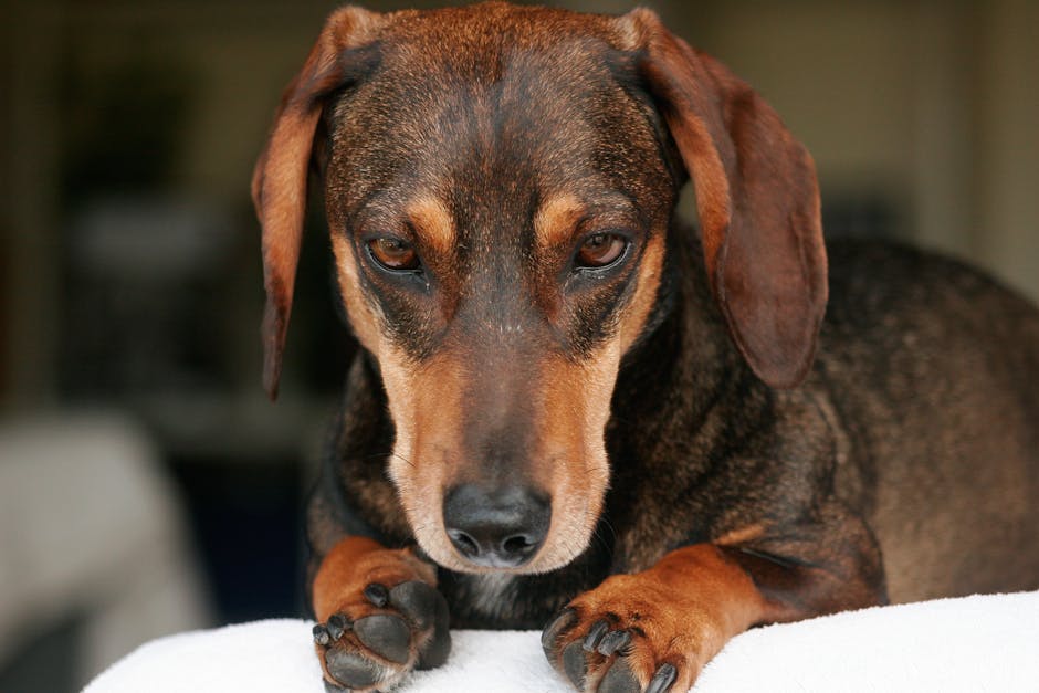 1. Why Do Pets Get Stressed at the Vet?