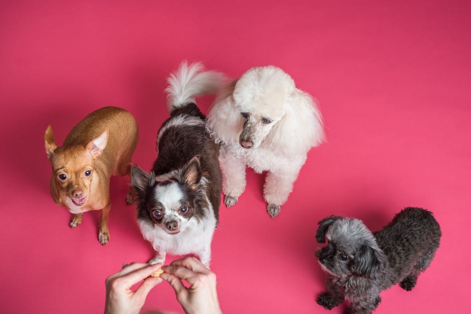 2. How Can You Acclimate Your Pet to the Carrier or Leash?