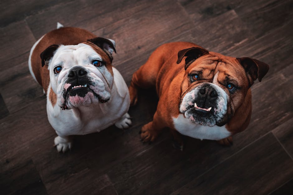 1. Can Dogs Eat Carrots?