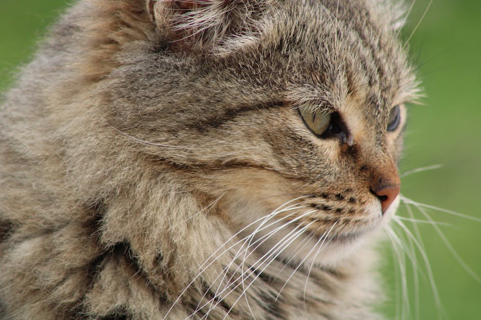 What Does Your Cat’s Tail Position Mean?