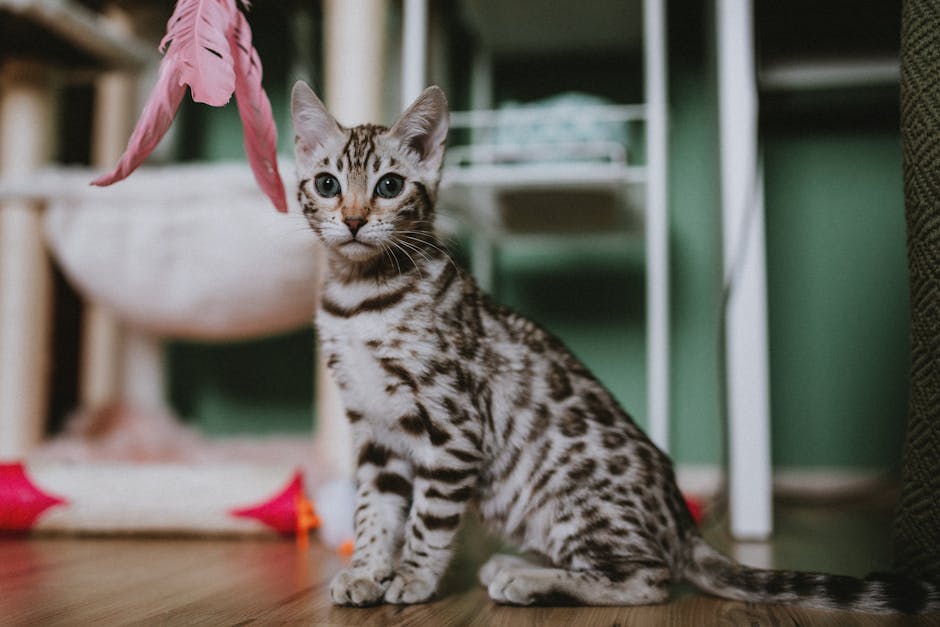 1. Why is a slicker brush essential for your cat's coat?