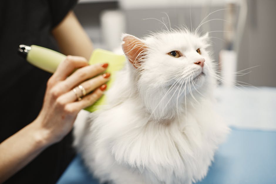 What Are the Most Common Health Issues in Scottish Fold Cats?