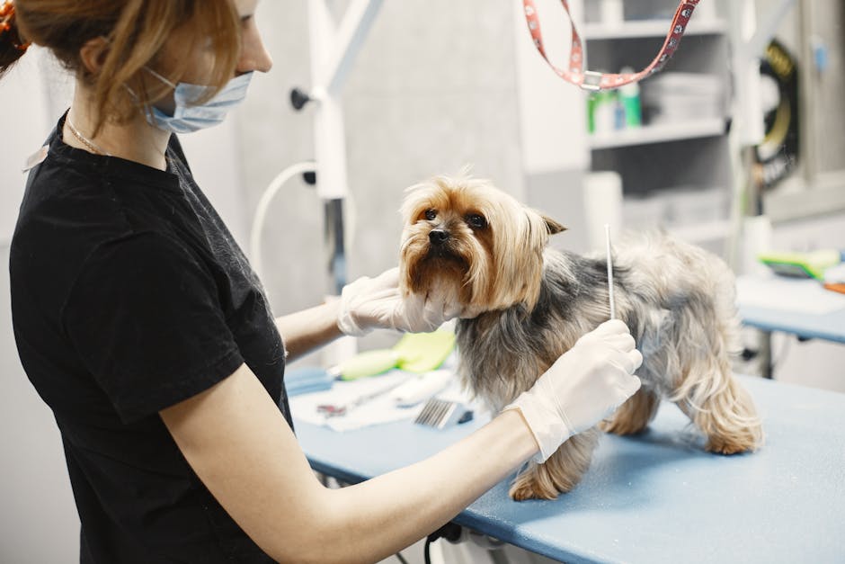 What Signs and Symptoms Should Dog Owners Watch For?