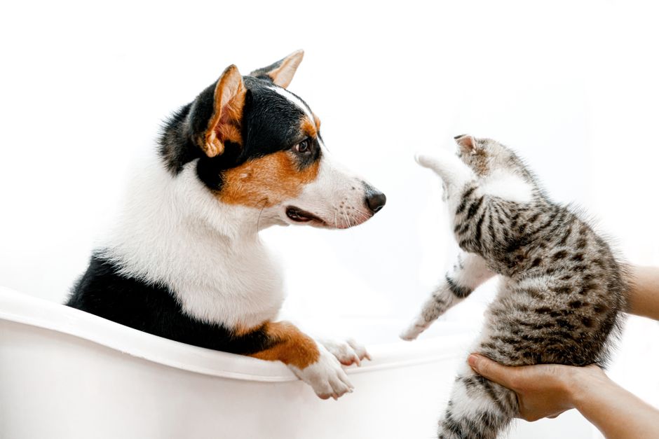 What Are the Most Common Types of Cancer in Dogs?