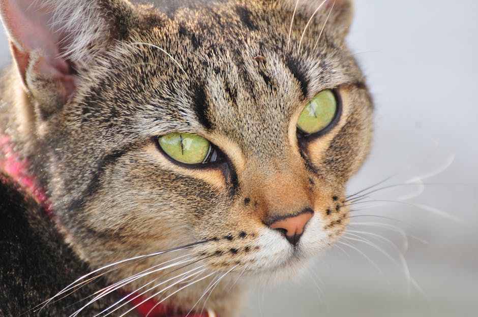 How Is Feline Diabetes Diagnosed?