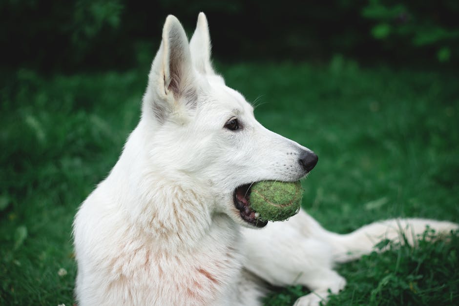What Is the German Shepherd's Breed History and Temperament?