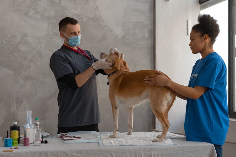 2. Should you consult a veterinarian before starting homemade dog food?