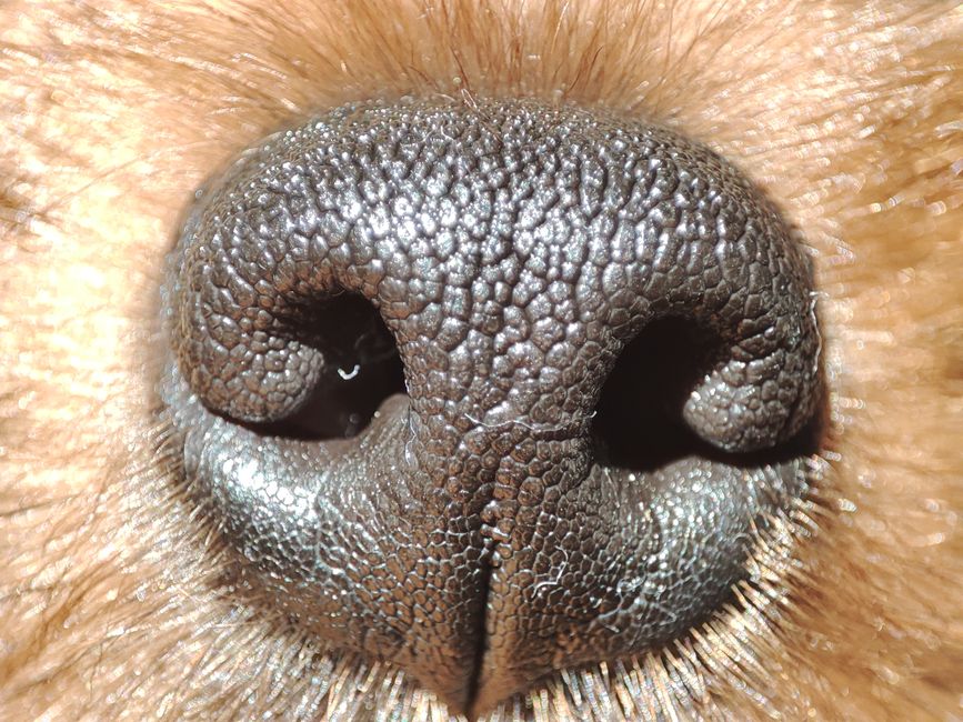What Are the Different Dog Coat Types?