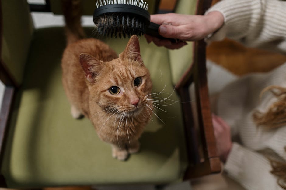 Best Wet Cat Food Brands Reviewed and Ranked