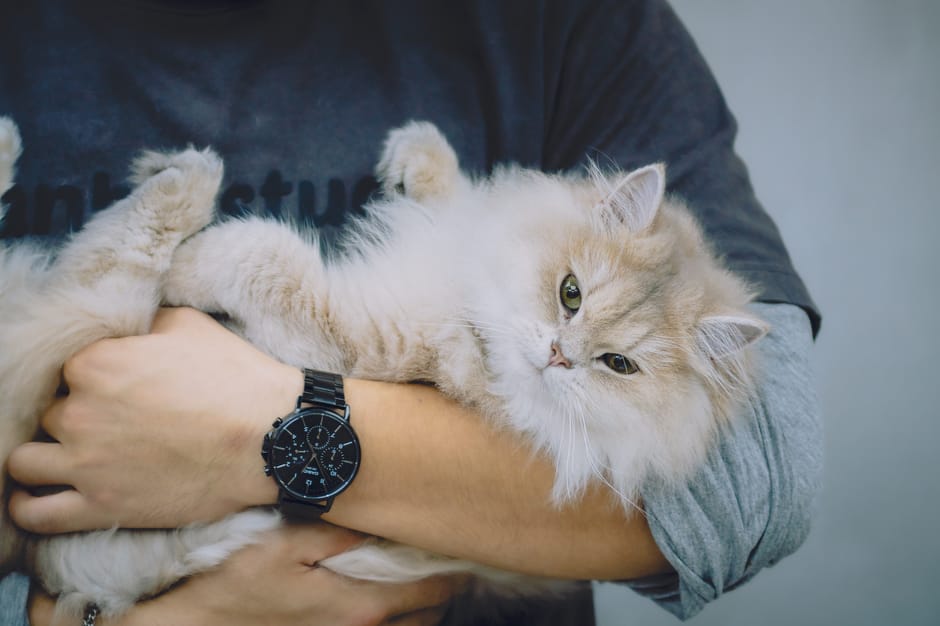 Siamese Cat Breed Guide Vocal Personality and History