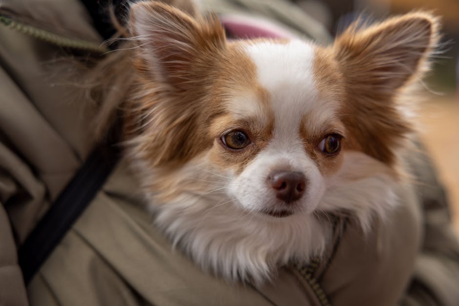 2. Introduce Your Puppy to the Crate Gradually?