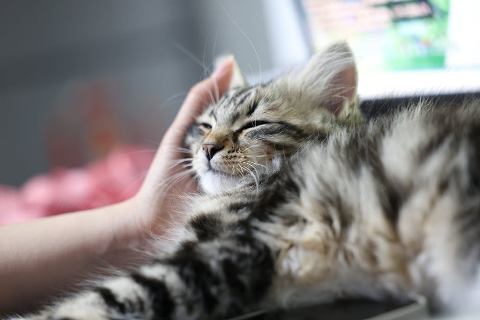 How to Care for a Hairless Cat's Skin Properly?
