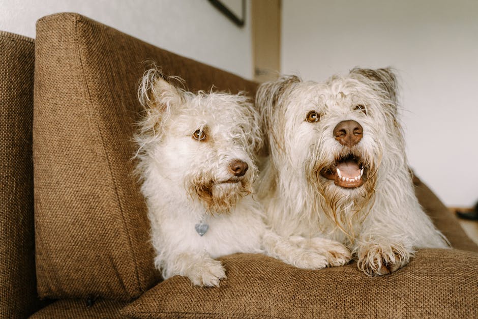 How Can You Recognize Dog Ear Infections?
