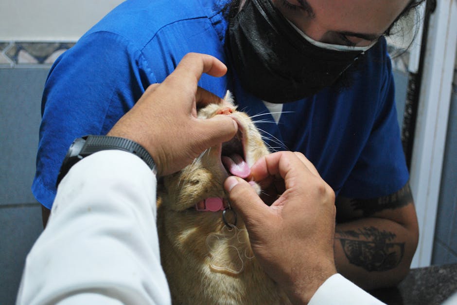 Why Do Insurance Costs Differ Between Cats and Dogs?