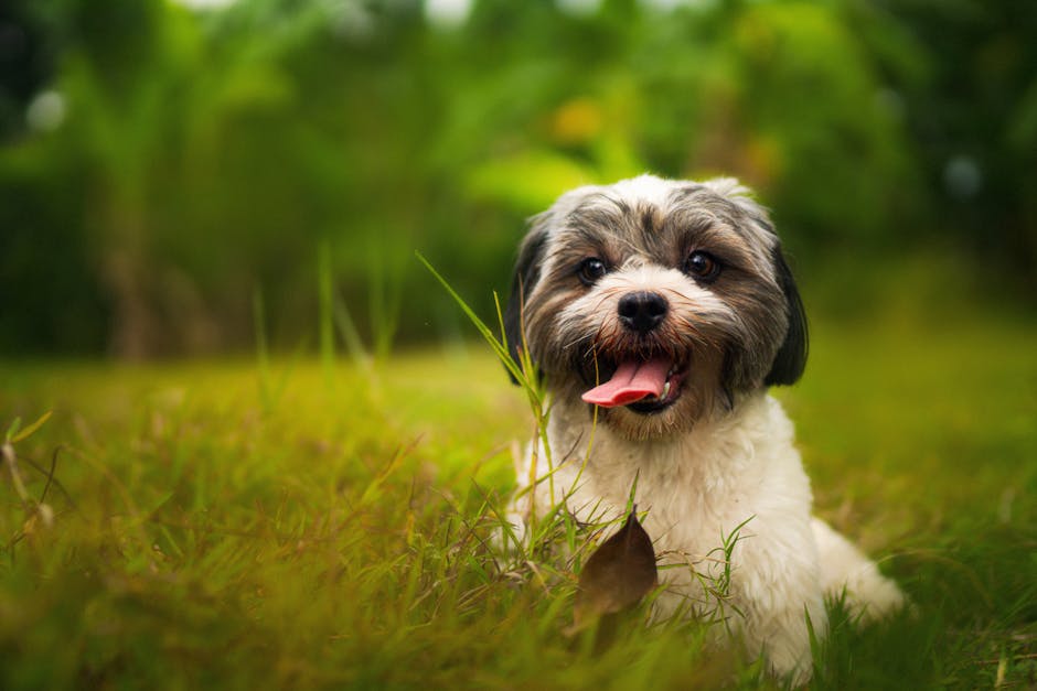What Are the Average Monthly Premiums for Cats vs Dogs?