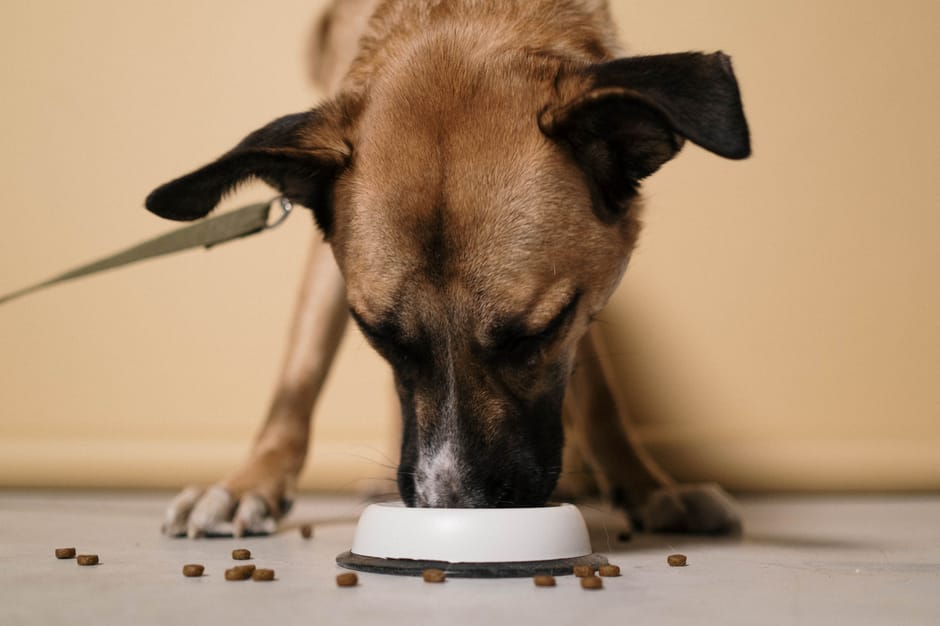 Key Ingredients to Look for in the Best Cat Food for Cats with Sensitive Stomachs?