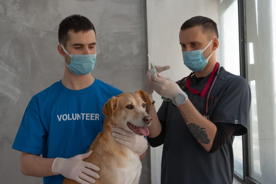 What is Heartworm Disease in Dogs?