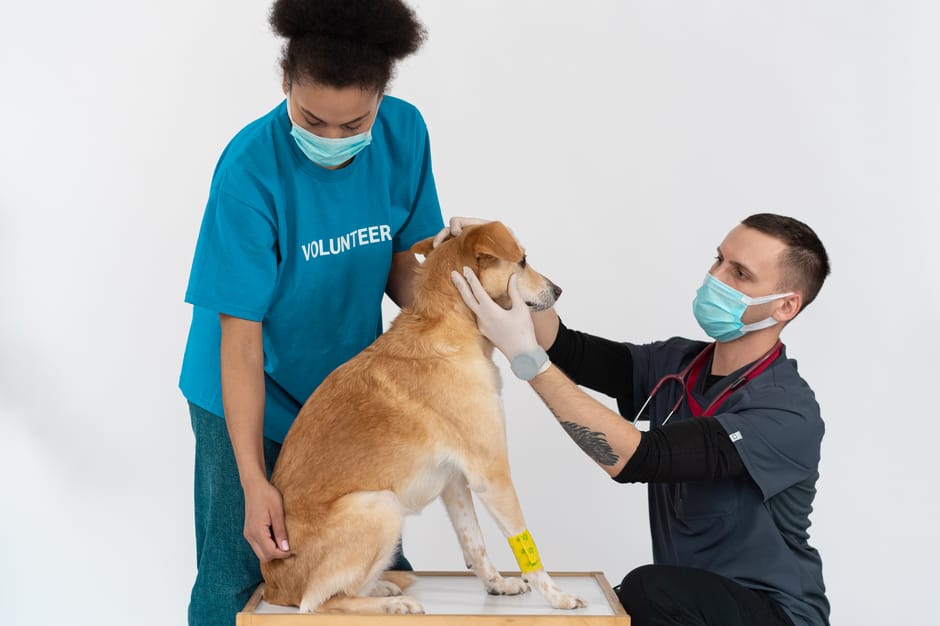 How Do Dogs Get Heartworm Disease?