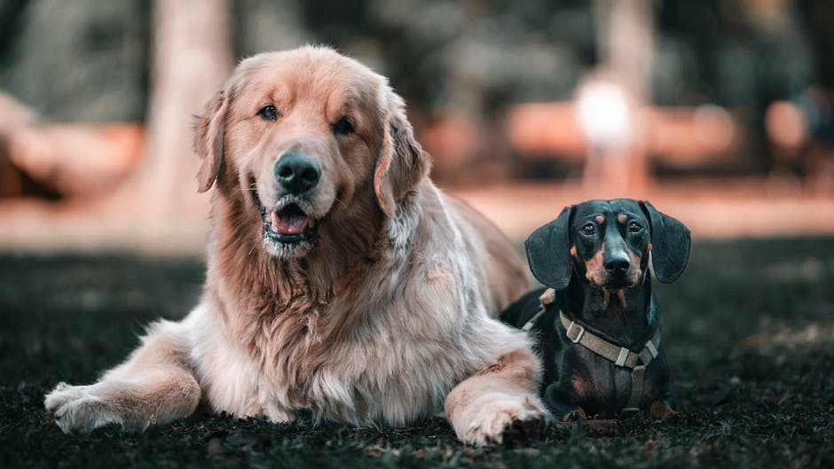 What Criteria Should You Use to Compare Raw Dog Food Delivery Services?