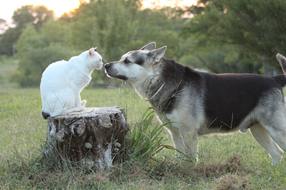 Why Are Raw Dog Food Delivery Services Gaining Popularity?