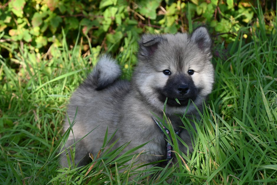 What Is a Norwegian Forest Cat?