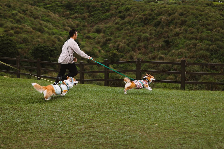 What Are the Emergency Signs of Bloat in Dogs?