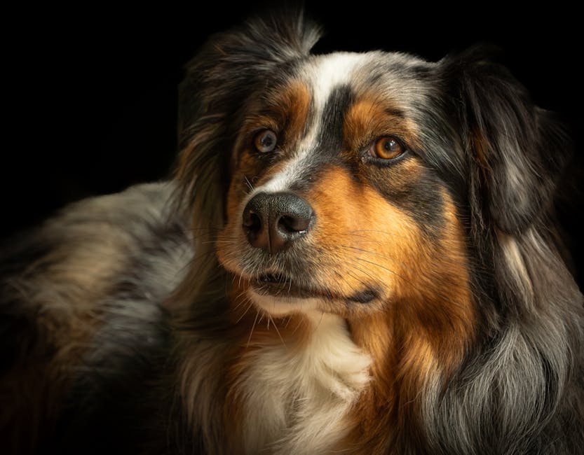 What Are the Key Health Benefits of Pumpkin for Dogs?