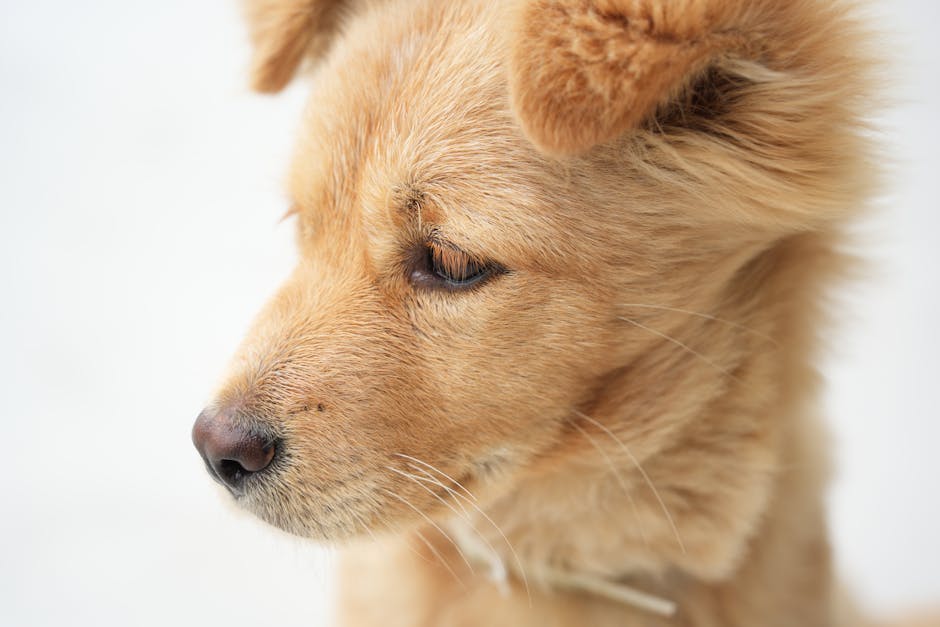 What Is Coconut Oil and Why Is It Beneficial for Dogs?