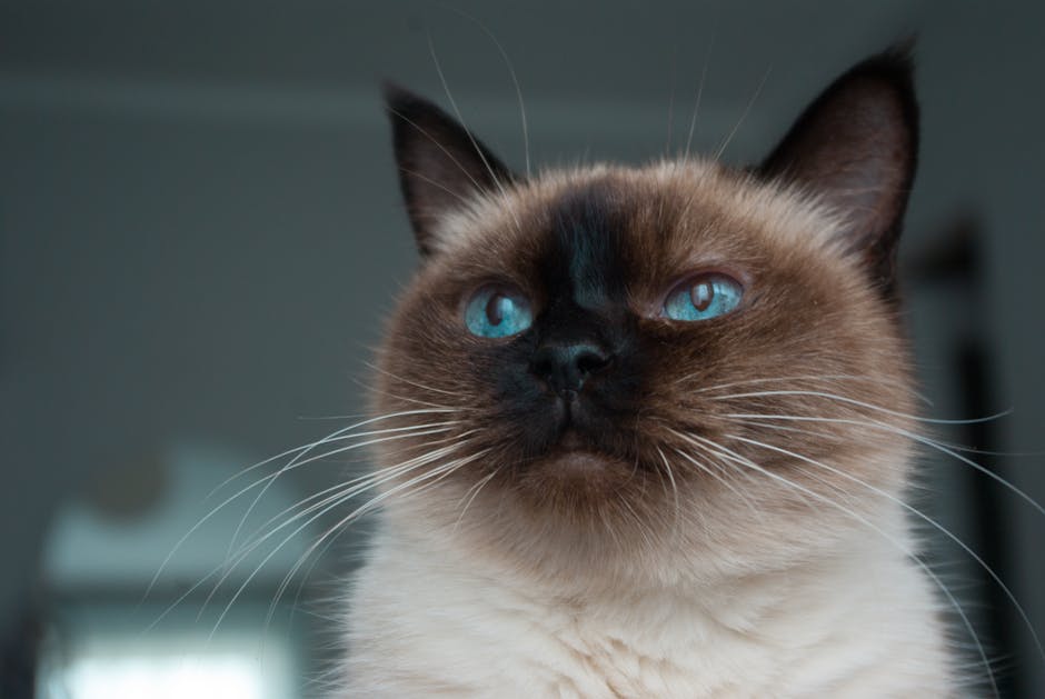 What Should You Look for in an Emergency Vet Clinic?