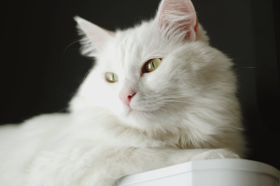 Why Do Cats Purr? The Common Reasons