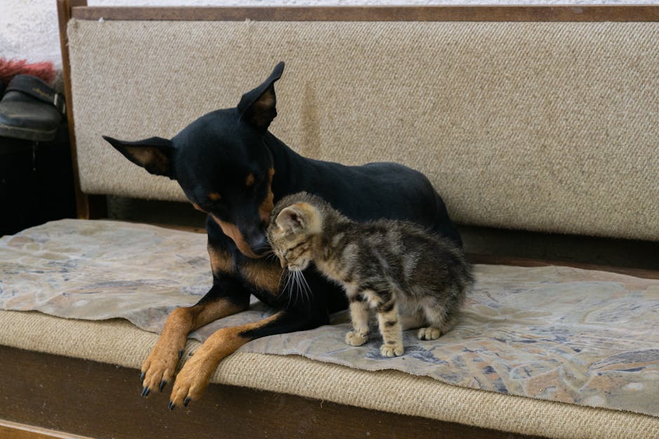 What Is Feline Asthma and How Common Is It?