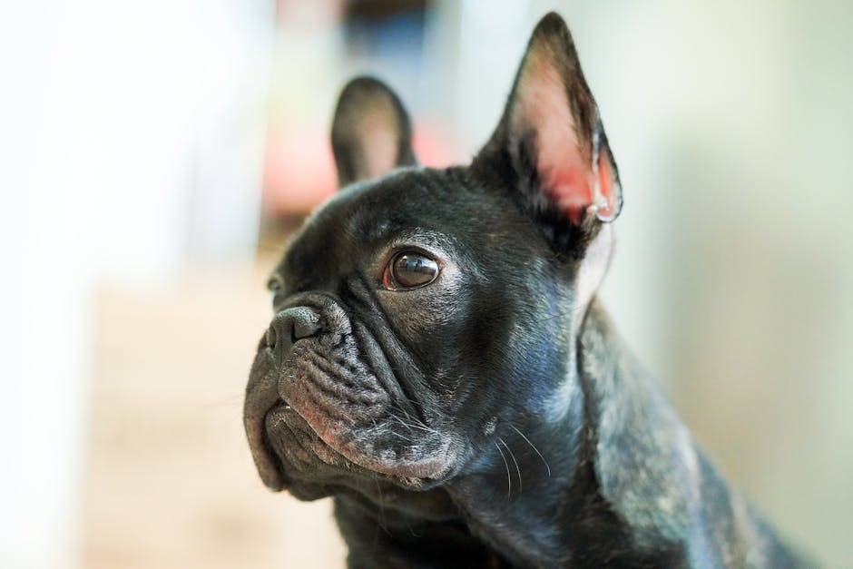 What Makes French Bulldogs Prone to Sensitive Stomachs?
