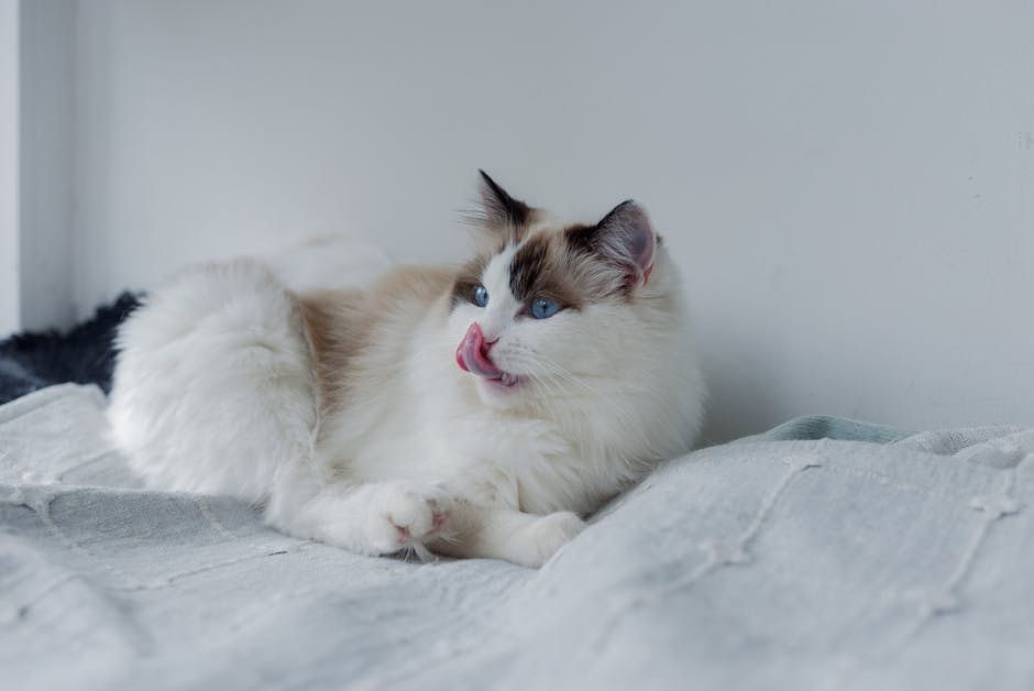 Why Does My Cat Bite During Petting?