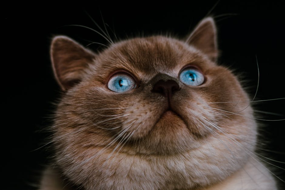 What Are Cat Zoomies?