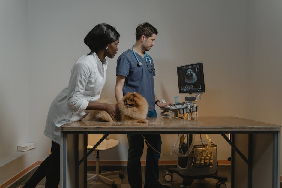 How Often Should You Groom a Cat vs a Dog?