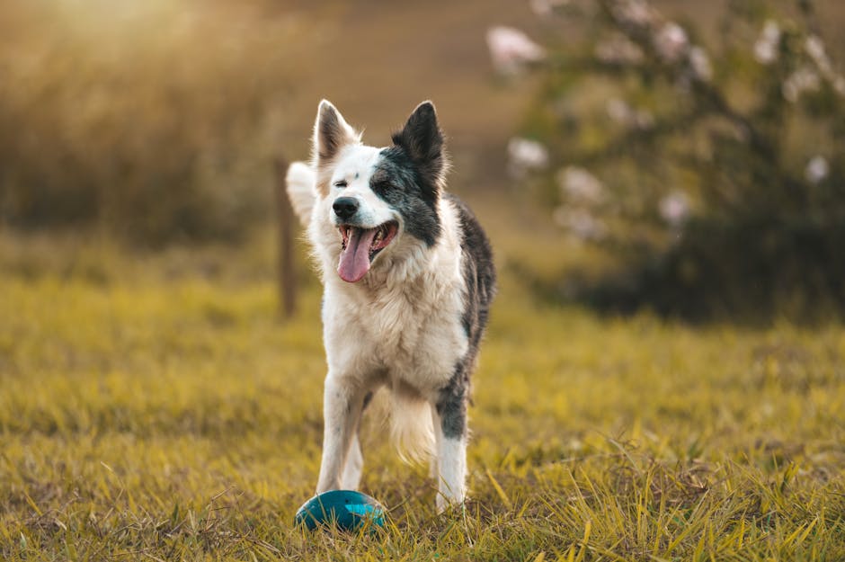 1. Why Are Blueberries a Superfood for Your Dog's Immune System?