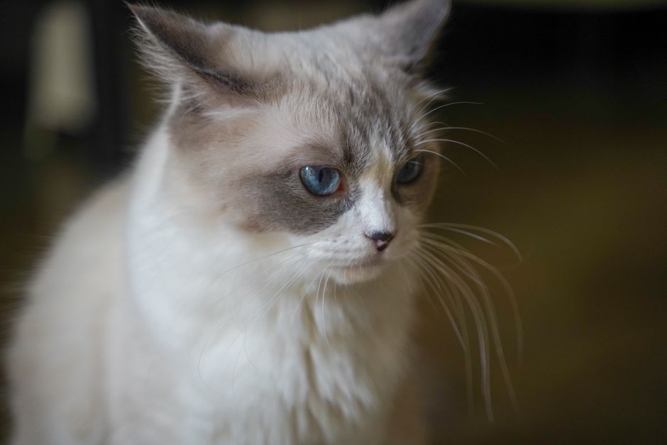 How does the Burmese cat's temperament affect daily life?