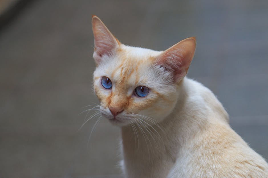What makes the Burmese cat breed so social and people-oriented?