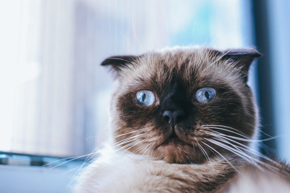 What Is Feline Hypertrophic Cardiomyopathy?