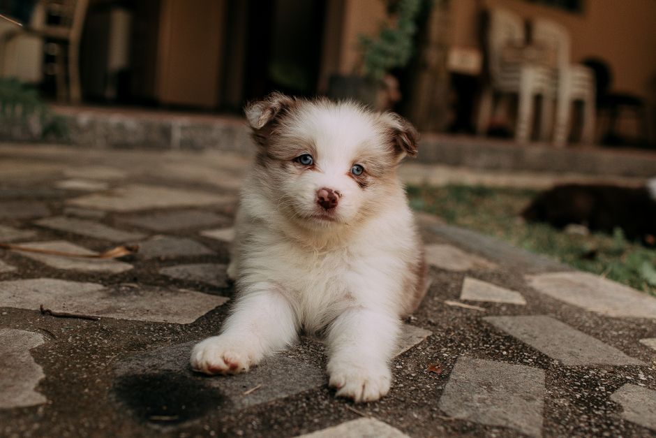 What Are the Symptoms of Cat Heart Disease Hypertrophic Cardiomyopathy?