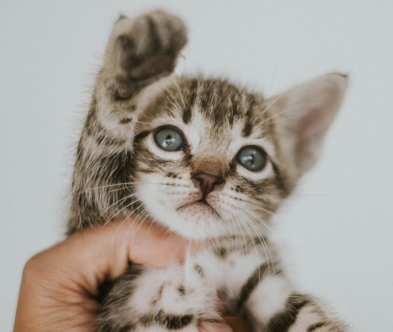 Best Kitten Food for Healthy Growth and Development